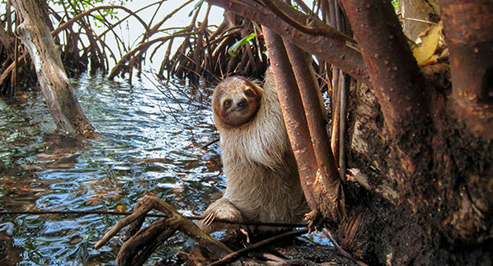 Sea Turtle Conservation Management